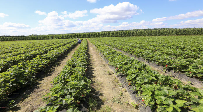 Produkcja truskawek w Planie Strategicznym dla WPR na lata 2023-2027 – będą dopłaty, ale są też zagrożenia
