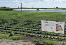 Truskawkowe Inspiracje – 40 dni od sadzenia i są już pierwsze dojrzałe truskawki