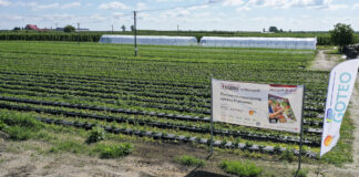 Truskawkowe Inspiracje – 40 dni od sadzenia i są już pierwsze dojrzałe truskawki