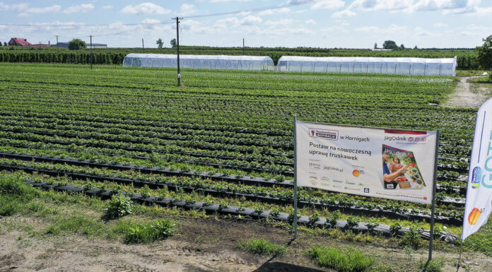 Truskawkowe Inspiracje – 40 dni od sadzenia i są już pierwsze dojrzałe truskawki