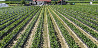 Formowanie zagonów pod uprawę truskawek w gruncie