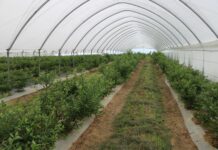 Borówka przekwitła – czas na ochronę przedzbiorczą