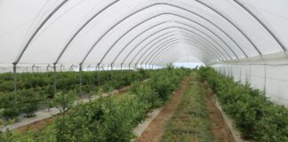 Borówka przekwitła – czas na ochronę przedzbiorczą