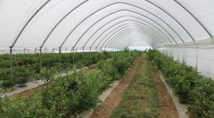 Choroby i szkodniki na borówce w czasie wzrostu owoców