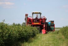 Trwają zbiory granatowych jagód!