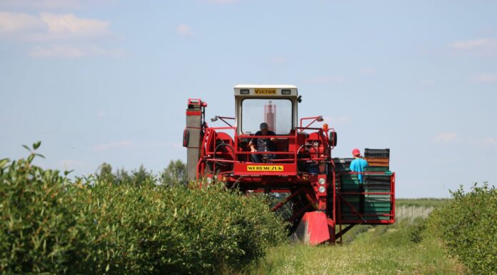 Trwają zbiory granatowych jagód!