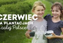 Czerwiec na plantacjach jagody kamczackiej – informacje dla plantatorów