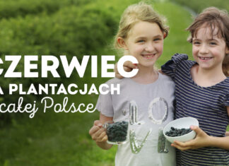 Czerwiec na plantacjach jagody kamczackiej – informacje dla plantatorów