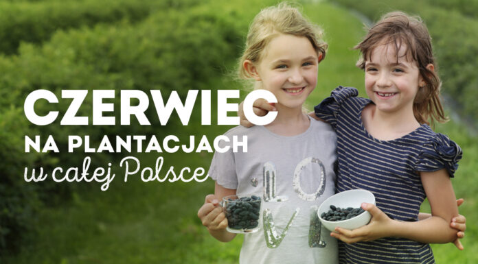 Czerwiec na plantacjach jagody kamczackiej – informacje dla plantatorów