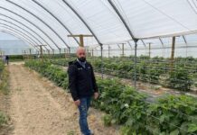 ICB Pharma wprowadza nowe rozwiązania dla malin