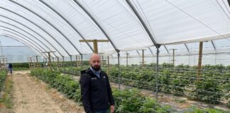 ICB Pharma wprowadza nowe rozwiązania dla malin