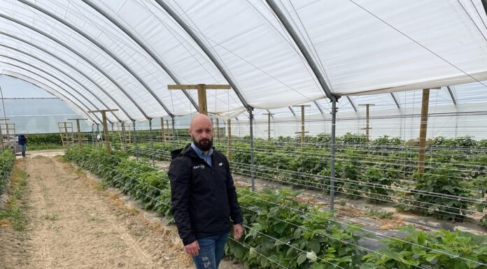 ICB Pharma wprowadza nowe rozwiązania dla malin