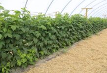 Choroby i szkodniki malin – rozmowy o możliwościach ich zwalczania