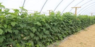 Choroby i szkodniki malin – rozmowy o możliwościach ich zwalczania