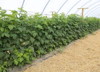 Choroby i szkodniki malin – rozmowy o możliwościach ich zwalczania