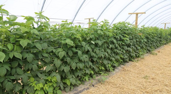 Choroby i szkodniki malin – rozmowy o możliwościach ich zwalczania