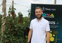 Nawożenie porzeczek nie tylko w uprawach z owocami na zbiór deserowy