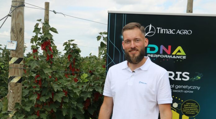 Nawożenie porzeczek nie tylko w uprawach z owocami na zbiór deserowy