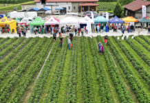 Plantatorzy truskawek chcą zmieniać swoje plantacje. Projekt Truskawkowe Inspiracje pokazał jak to zrobić