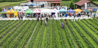 Plantatorzy truskawek chcą zmieniać swoje plantacje. Projekt Truskawkowe Inspiracje pokazał jak to zrobić
