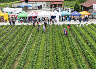 Plantatorzy truskawek chcą zmieniać swoje plantacje. Projekt Truskawkowe Inspiracje pokazał jak to zrobić