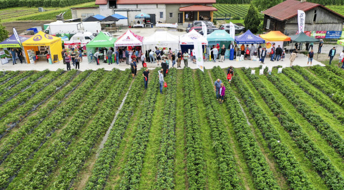 Plantatorzy truskawek chcą zmieniać swoje plantacje. Projekt Truskawkowe Inspiracje pokazał jak to zrobić