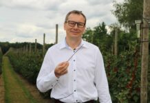 Przeziernik, wielkopąkowiec i przędziorki w czarnej porzeczce – rozwiązania do ich zwalczania