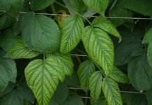 ANALIZA LIŚCI – najbardziej wiarygodna metoda. MONITORING ODŻYWIANIA ROŚLIN