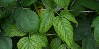 ANALIZA LIŚCI – najbardziej wiarygodna metoda. MONITORING ODŻYWIANIA ROŚLIN