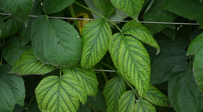 ANALIZA LIŚCI – najbardziej wiarygodna metoda. MONITORING ODŻYWIANIA ROŚLIN