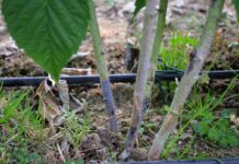 Malina jesienna przed i podczas kwitnienia