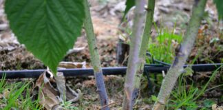 Malina jesienna przed i podczas kwitnienia