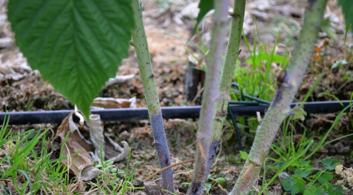 Malina jesienna przed i podczas kwitnienia