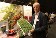 Rosnąca popularność produkcji sadzonek truskawek z nasion