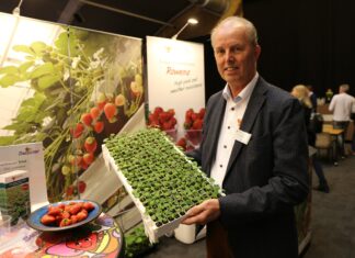 Rosnąca popularność produkcji sadzonek truskawek z nasion