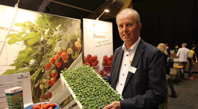 Rosnąca popularność produkcji sadzonek truskawek z nasion