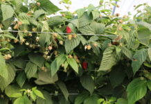 W uprawie malin owocujących na tegorocznych pędach przed zbiorem owoców – tunele i pole