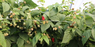 W uprawie malin owocujących na tegorocznych pędach przed zbiorem owoców – tunele i pole