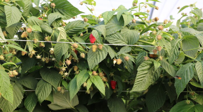 W uprawie malin owocujących na tegorocznych pędach przed zbiorem owoców – tunele i pole