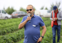 ’Dahli’ i 'Falco’ w uprawie gruntowej z sadzonek HWB i tray – czy warto?