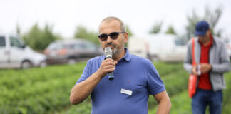 ’Dahli’ i 'Falco’ w uprawie gruntowej z sadzonek HWB i tray – czy warto?