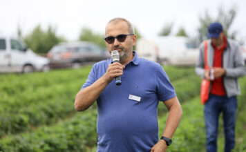 ’Dahli’ i 'Falco’ w uprawie gruntowej z sadzonek HWB i tray – czy warto?