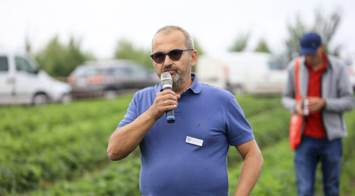 ’Dahli’ i 'Falco’ w uprawie gruntowej z sadzonek HWB i tray – czy warto?