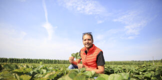 Po zbiorach truskawek nadal powinniśmy chronić plantacje