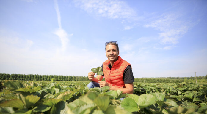 Po zbiorach truskawek nadal powinniśmy chronić plantacje