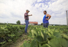Jak zadbać o truskawki po zbiorach? To kluczowy moment dla plonowania w kolejnym sezonie