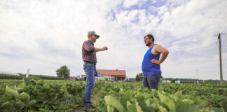Jak zadbać o truskawki po zbiorach? To kluczowy moment dla plonowania w kolejnym sezonie