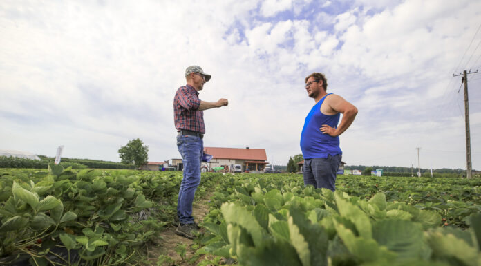 Jak zadbać o truskawki po zbiorach? To kluczowy moment dla plonowania w kolejnym sezonie