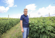 Stan plantacji malin jesiennych 22. Plony będą niskie lub umiarkowane