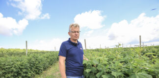 Stan plantacji malin jesiennych 22. Plony będą niskie lub umiarkowane